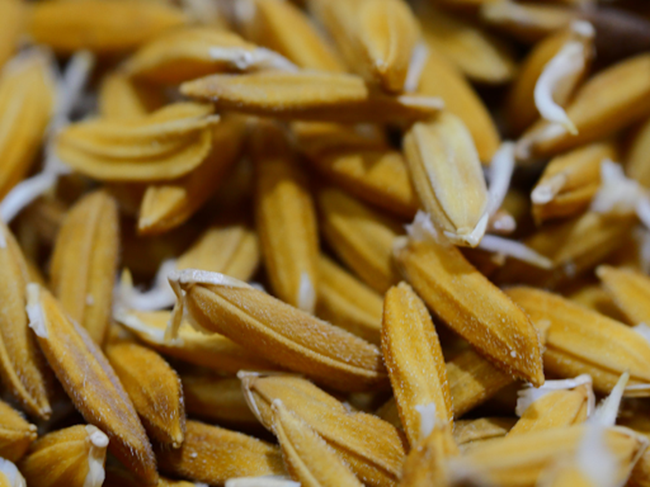Chọn lọc hạt giống lúa đạt tiêu chuẩn để cây lúa phát triển mạnh và đạt năng suất cao